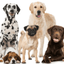 dogs